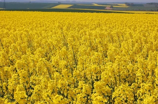 Pérenniser les herbicides colza, un enjeu pour notre département